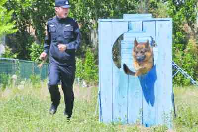 训犬员带领警犬进行穿越障碍训练。